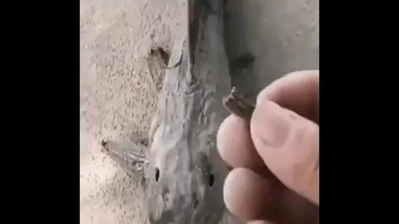 The fish can hibernate and dry out but when they come in to contact of water, they "come to life"