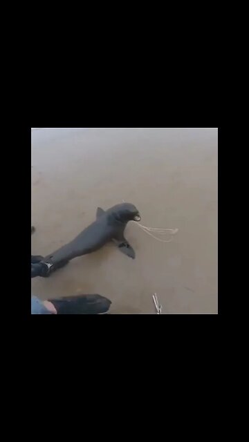 Amazing Sea Animals #Shorts #ytshorts #UbertainmentFun #Dogs #Animals #Fun