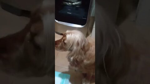 dog , shorts(3)