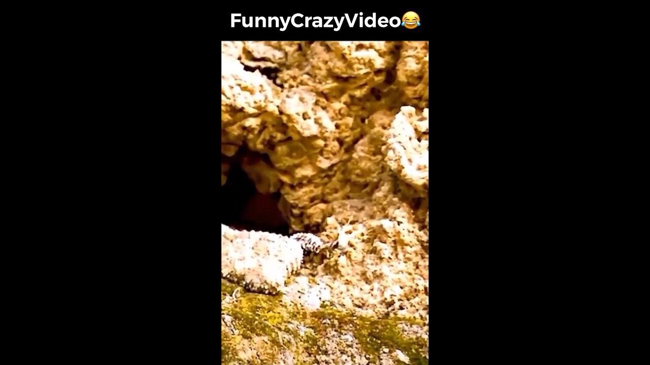 Mr FunnyCrazyVideo😂 Just Incredible Video Funny and Crazy #Like Follow for Follow 🥰