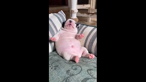 See you tomorrow #cutepuppy #cutepet #cutefrenchie #cutedog