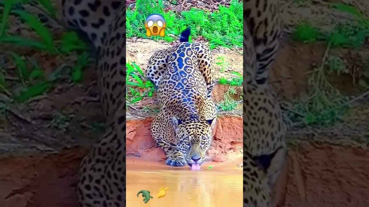 Ancestral Leopard in Position - Credits :Unknown 🎥