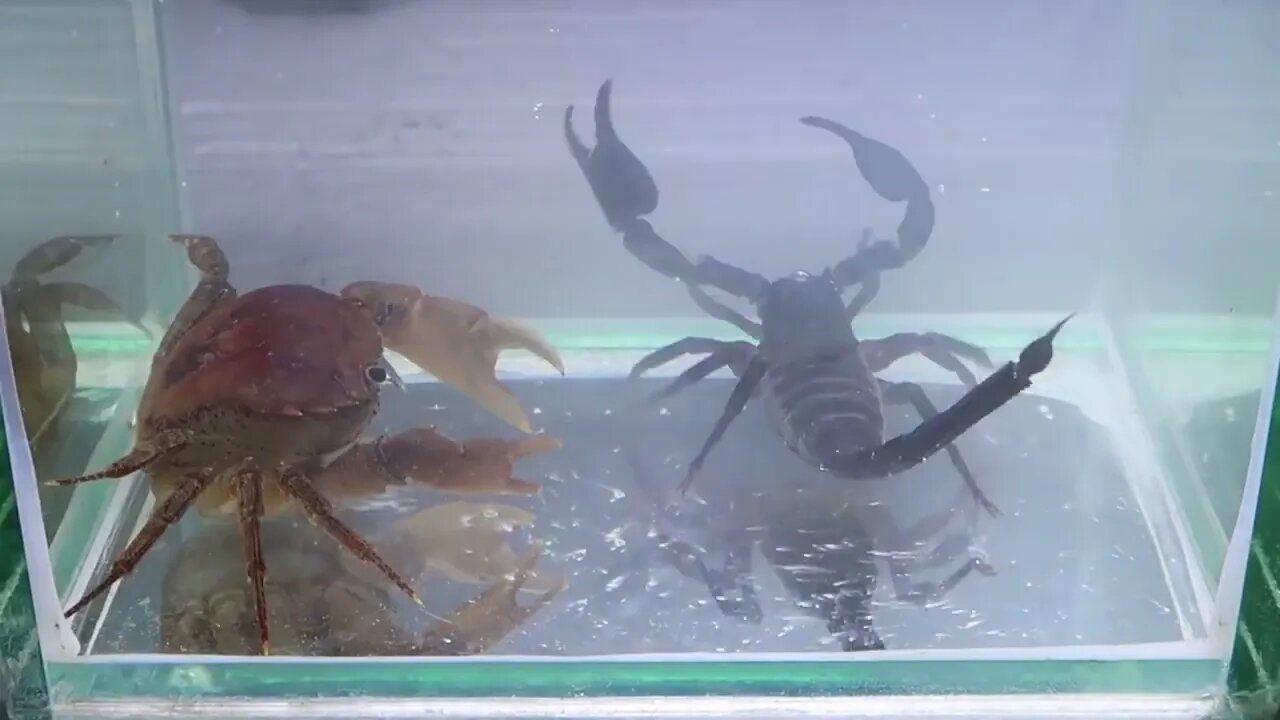 Crab vs Scorpion Underwater - Caranguejo vs Escorpião-11