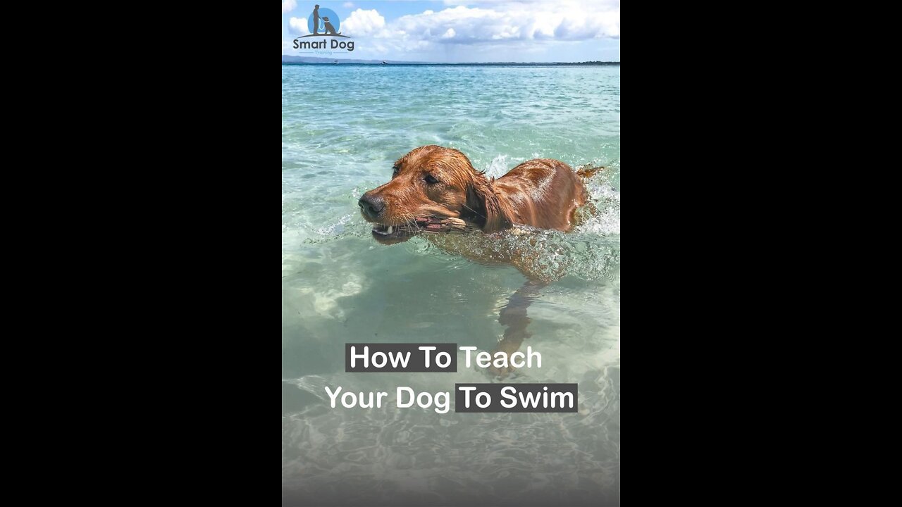 Teaching My Dogs How To Swim