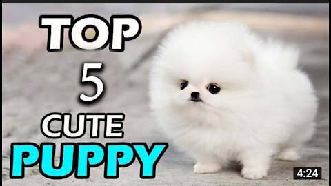 ✅ये हैं दुनियां के सबसे क्यूट कुत्ते - Cutest Dog Breed In The world