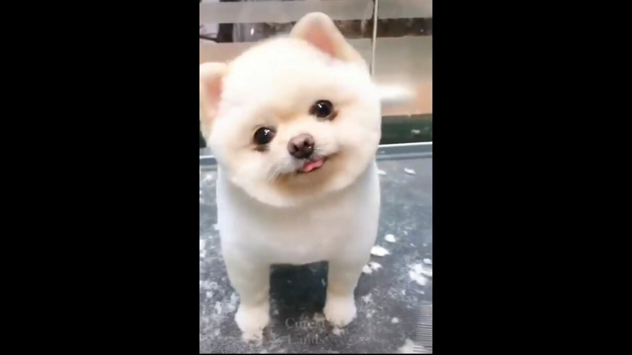 Watch This Dog Go Crezy, RELLY FUNNY & CUTE