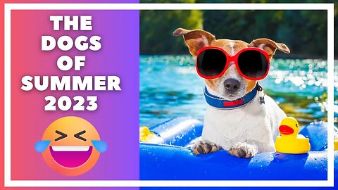 Dogs Enjoying The Final Days of Summer 😂🐶 Hilarious Dog Clips Best of Summer 2023