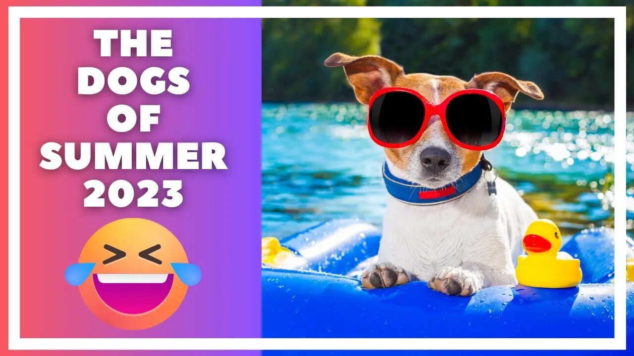 Dogs Enjoying The Final Days of Summer 😂🐶 Hilarious Dog Clips Best of Summer 2023