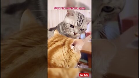 What a look 👀 #cute #funnyanimals #tiktok #funnyvideos #cat