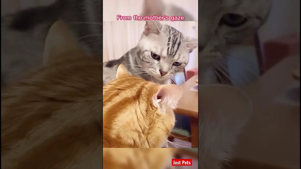 What a look 👀 #cute #funnyanimals #tiktok #funnyvideos #cat