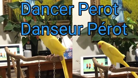 dancer Perot 😃👏||ross perot||talking parrot||#Gigox #thedodo #birds #shorts