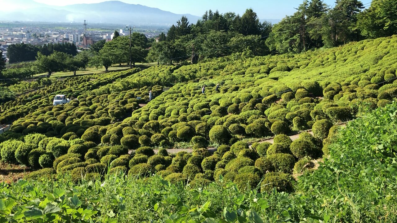 Japanese spray for bugs at Sagae park