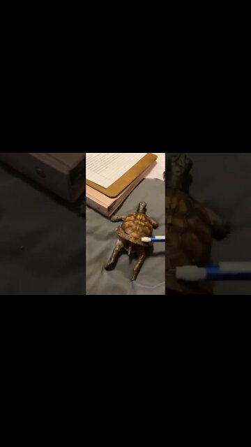 Ahhhh yes, right there...🐢🪥😅 #shorts #shortsfeed #clips #shortvideo