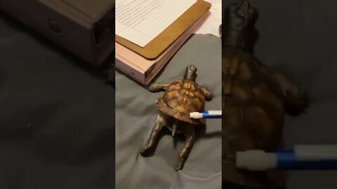 Ahhhh yes, right there...🐢🪥😅 #shorts #shortsfeed #clips #shortvideo