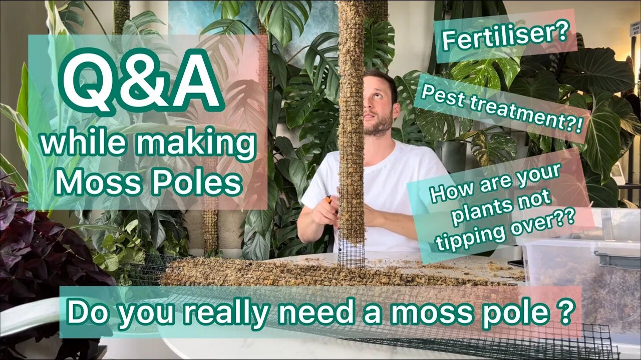 Q&A while making Moss Poles - Fertiliser, Pest Treatment, Moss Poles etc