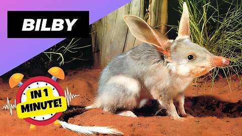 Bilby - In 1 Minute! 🐀 One Of The Cutest And Exotic Animals In The World | 1 Minute Animals