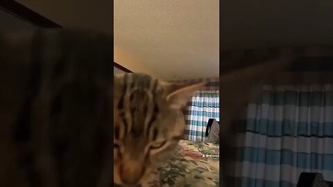 Kitty gets snacks before breakfast