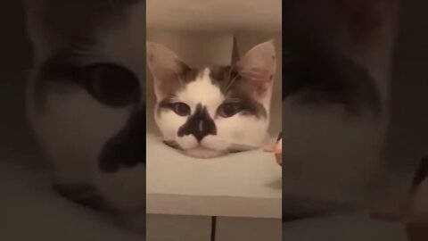 Cats always being funny and crazy movement😹😸😂