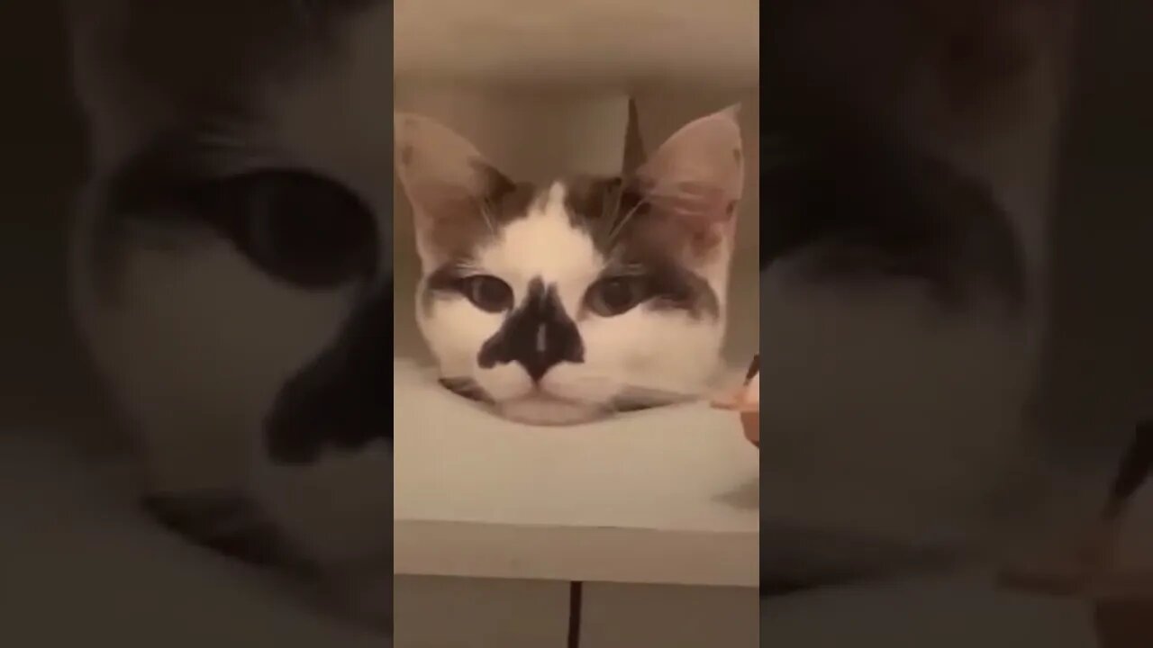 Cats always being funny and crazy movement😹😸😂