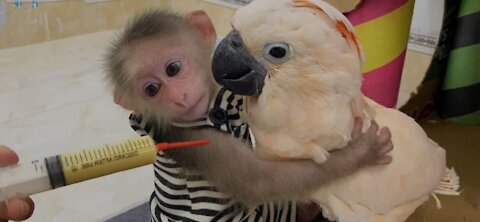 Smart BiBi helps dad feed baby parrots