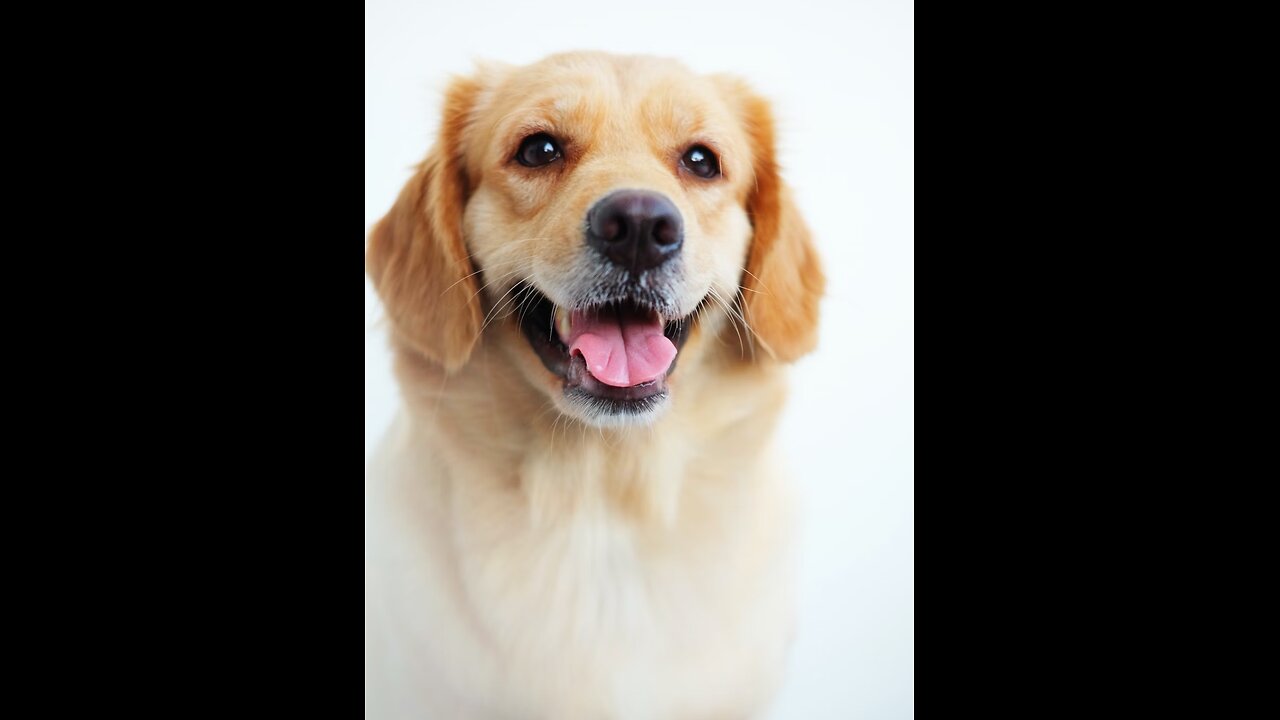 The more men I meet, the more I love my dog.