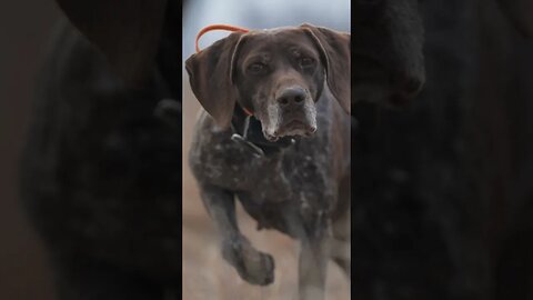 Pointing Dogs In Action