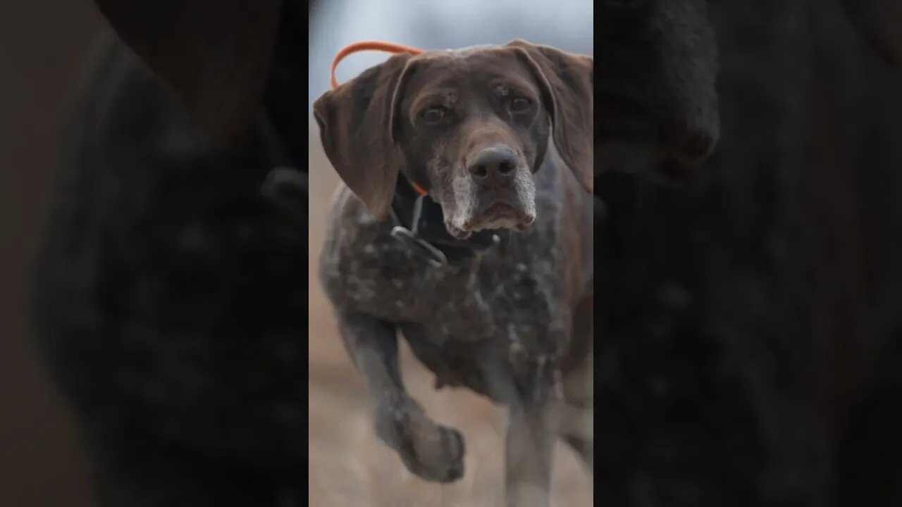 Pointing Dogs In Action