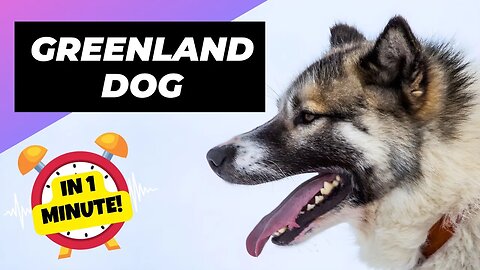 Greenland Dog - In 1 Minute! 🐶 The Powerful Arctic Dog Breed | 1 Minute Animals