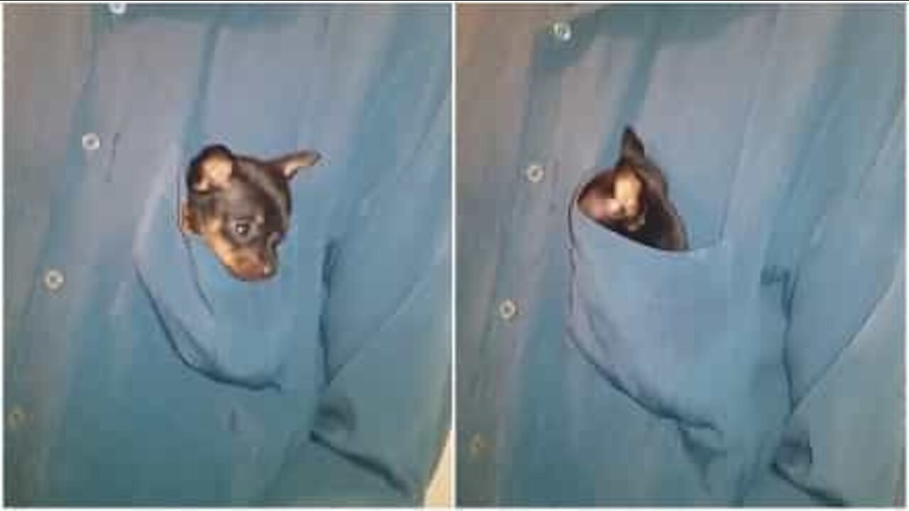 Cucciolo di pinscher si nasconde dentro una tasca