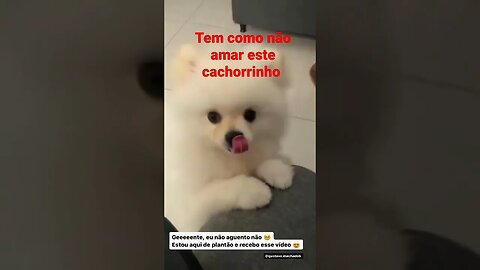 cachorrinho tem como não amar esse fofinho