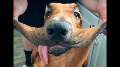 Most funniest dogs in the world 1