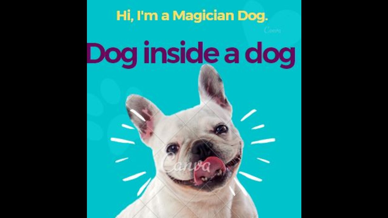 Hi, I'm a Magician Dog...Voilaa