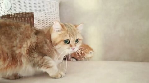 Mom Cat playing and talking to her Cute Meowing baby Kittens