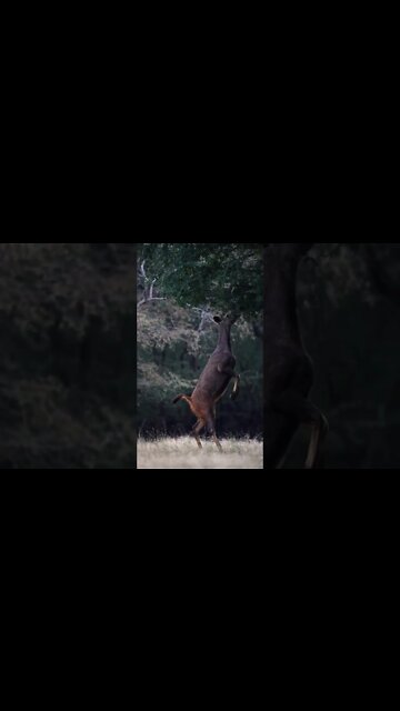 Deer in the wild are beautiful to eat (#beautiful world)#shorts #youtube