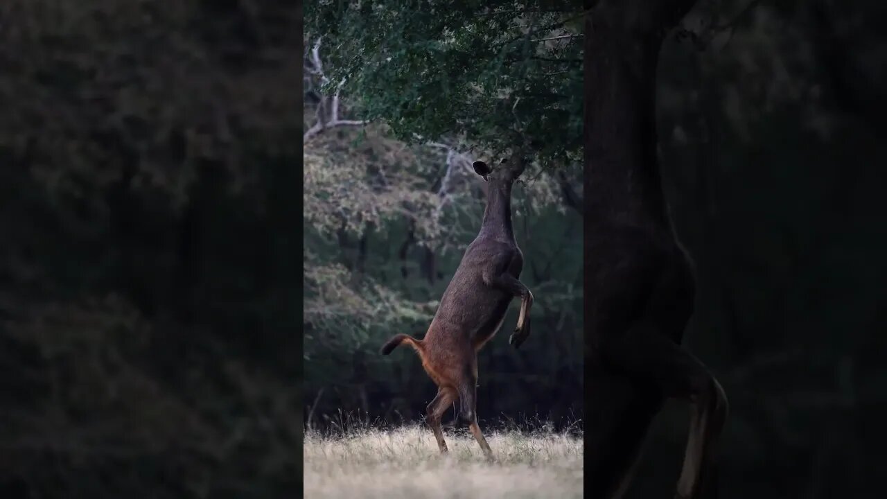 Deer in the wild are beautiful to eat (#beautiful world)#shorts #youtube