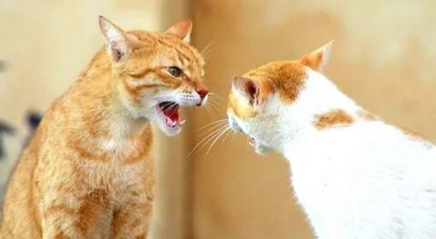 Funny Cats Arguing - Cats Talking To Each Other Compilation || NEW HD