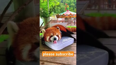 OVERHEATED? Be Like This RED PANDA! #adorable #animal