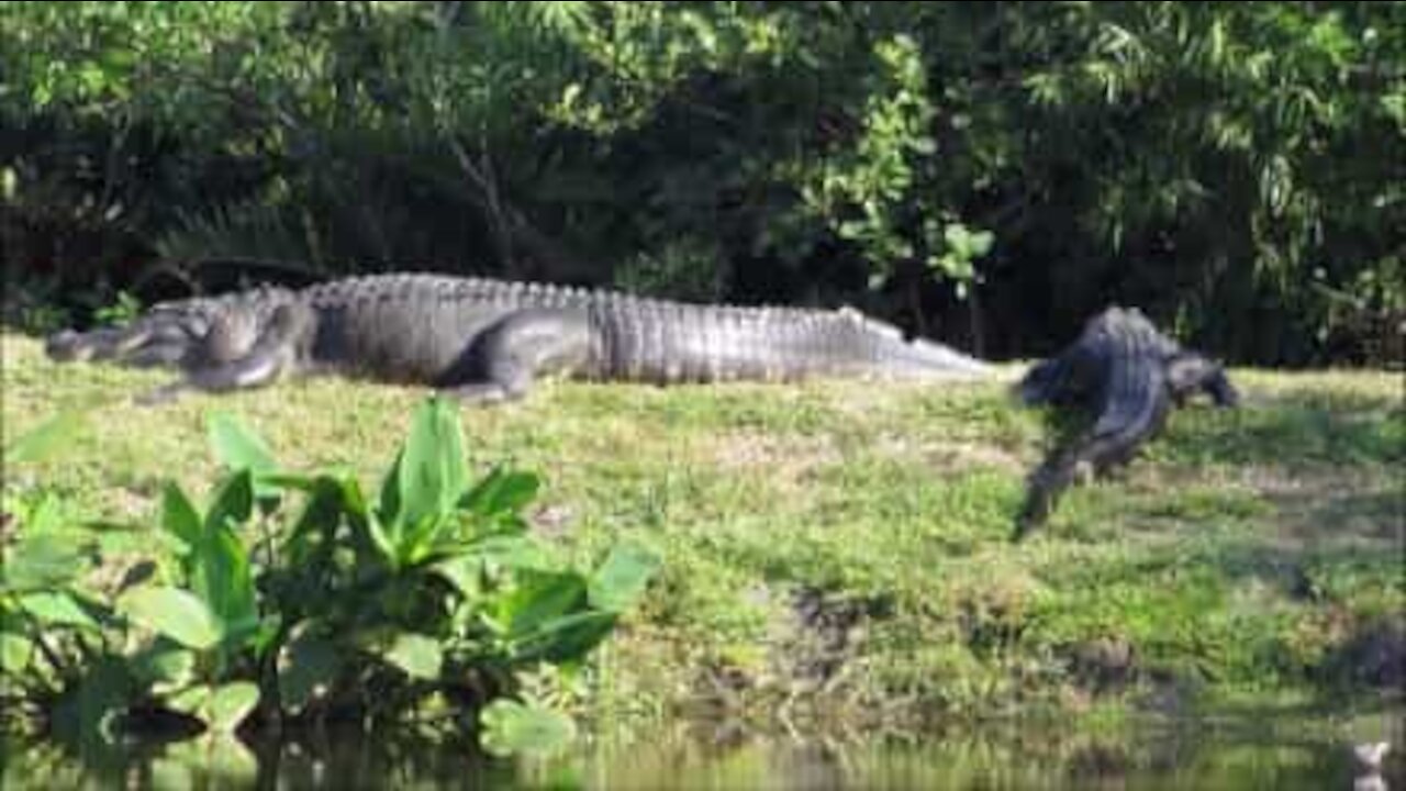 Mostruoso alligatore filmato in Florida!