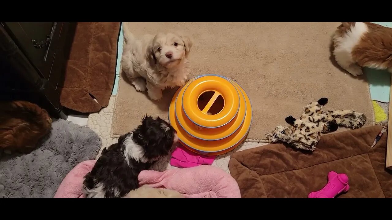 Playtime for the T & V Litters(1)