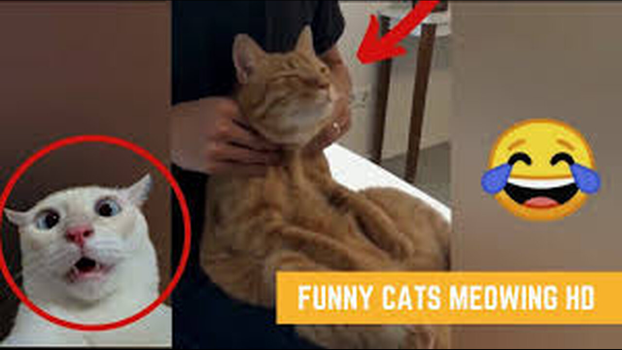 Funny Cute Cat Expressions Viral