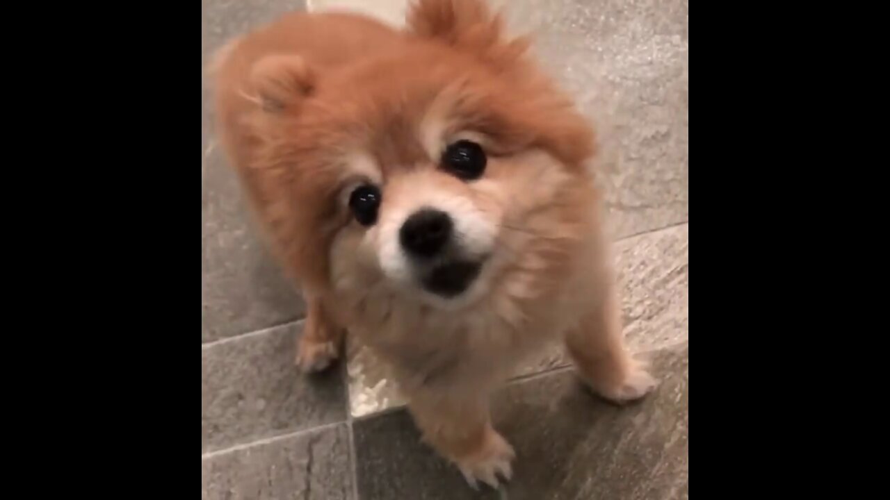 pomeranian puppys running