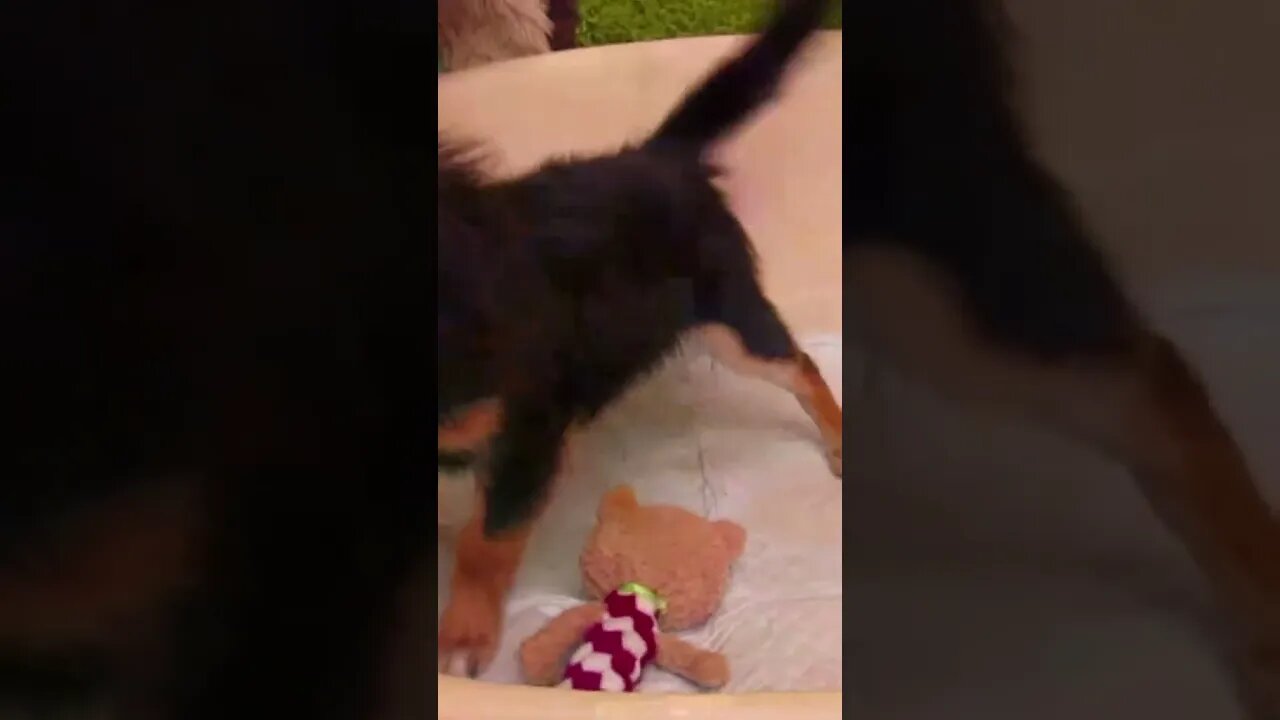Funniest Cat and Dog Videos Compilation