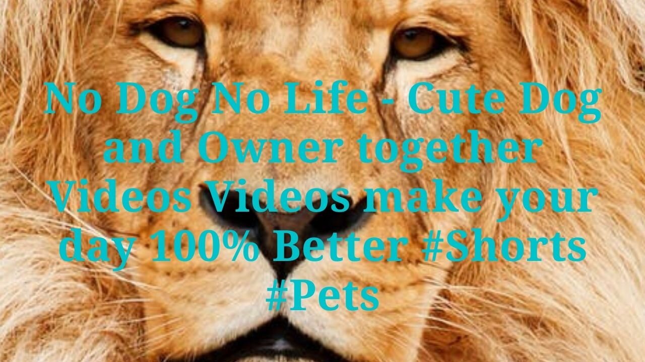 No Dog No Life - Cute Dog and Owner together Videos Videos make your day 100% Better #Shorts #Pets