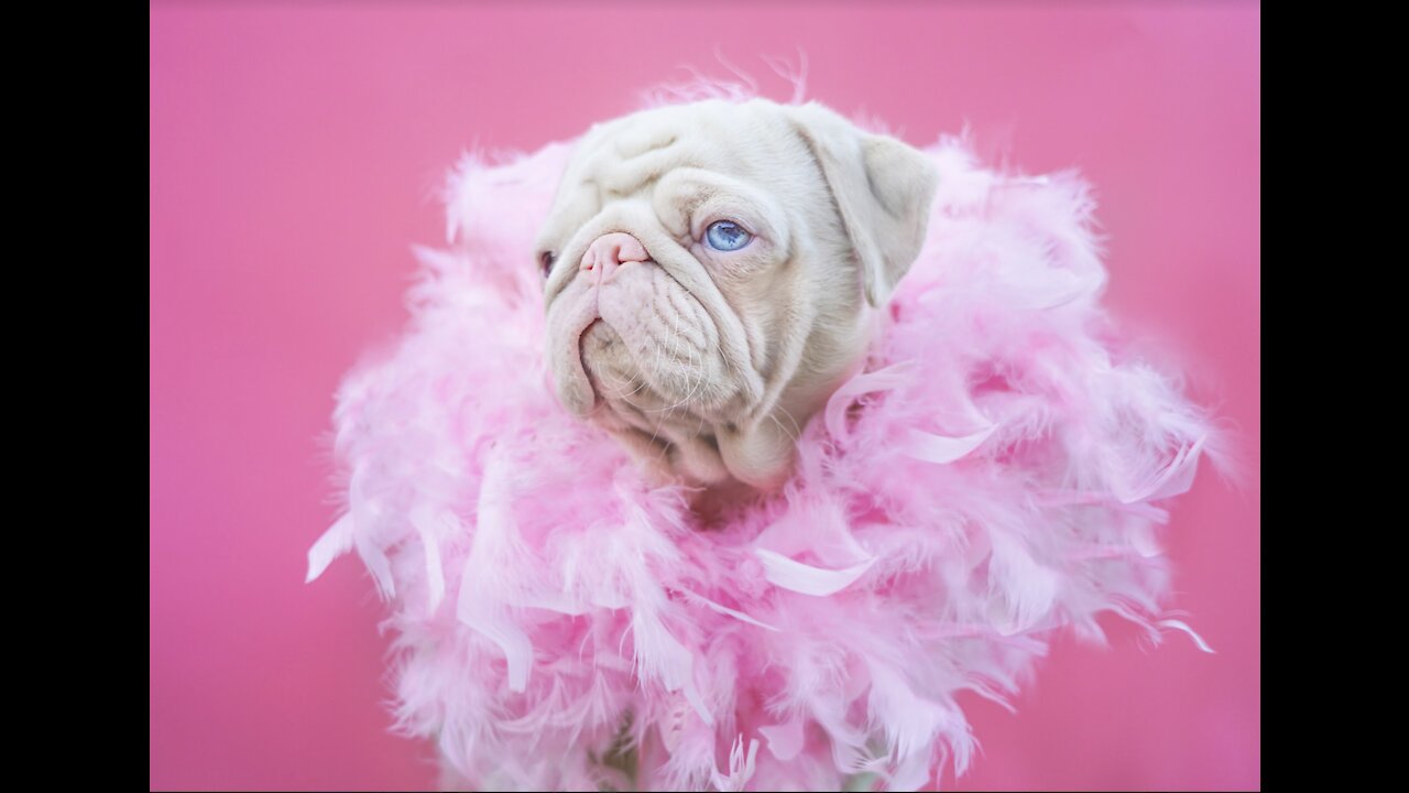 Milkshake: Rarest Pink Pug on Globe w/ Baby Blue Eyes- Unicorn Pug