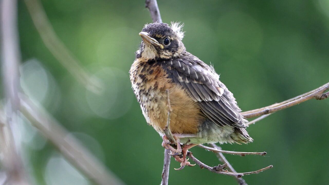 Baby Robin Swings on a Branch