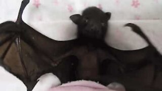 Un adorable bébé chauve-souris prend son biberon