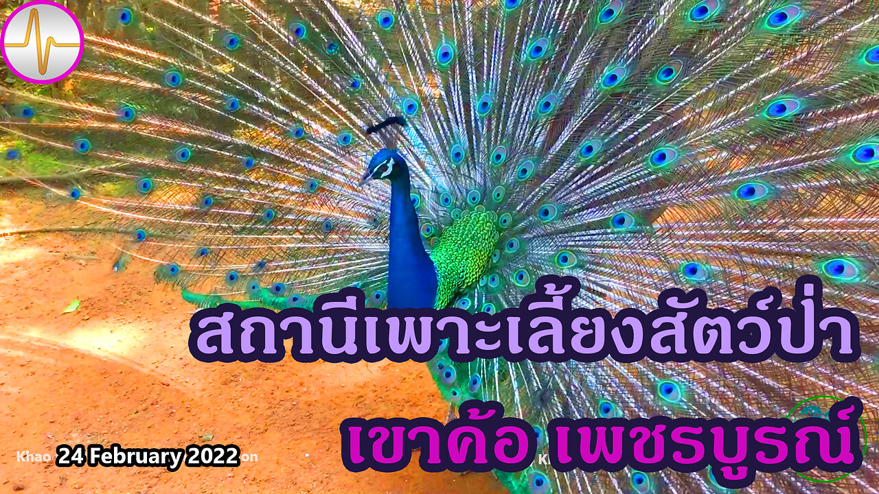 เที่ยว สัตว์ป่า สวนสัตว์เปิด สถานีเพาะเลี้ยงสัตว์ป่า เขาค้อ เพชรบูรณ์