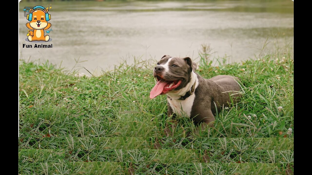 Video of Happy and Joyful Animals