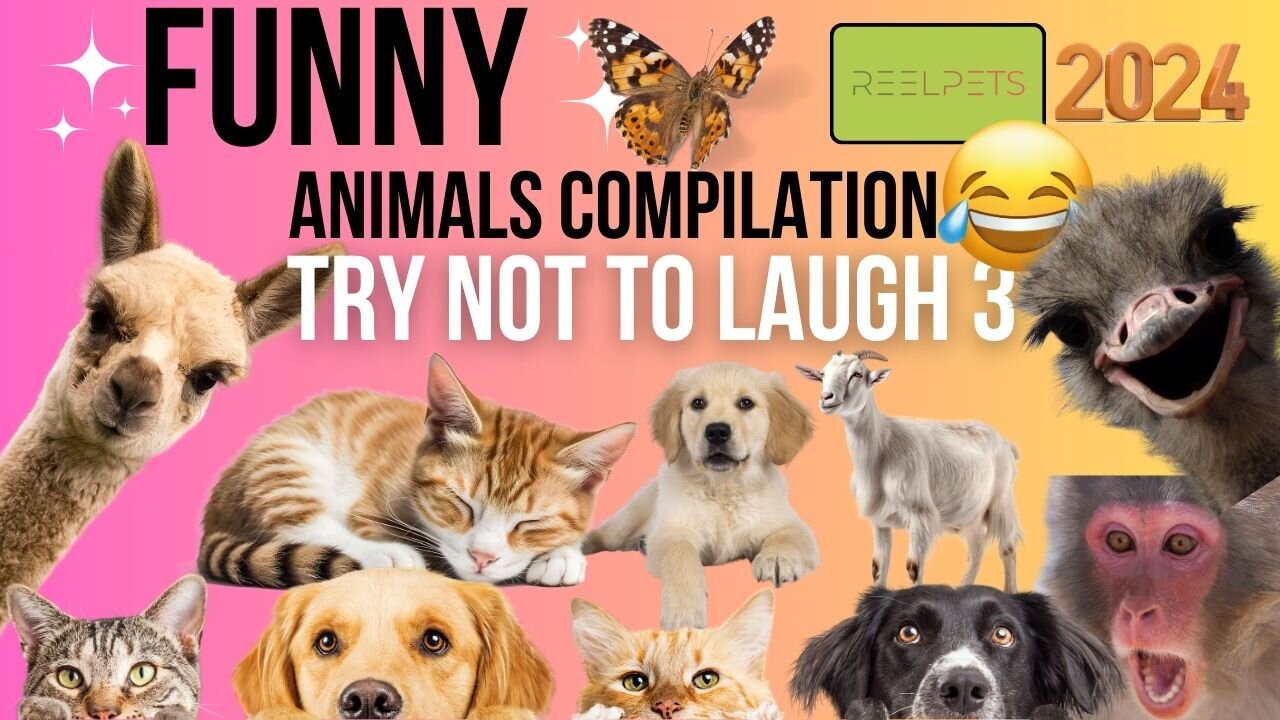 Try No To Laugh 3 - Funny Animals Epic 2024