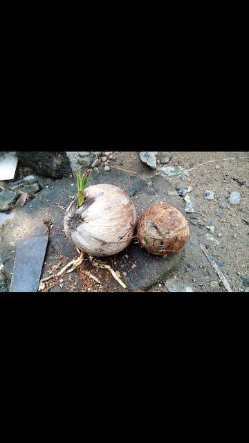 1 coconut to enjoy the special thing inside
